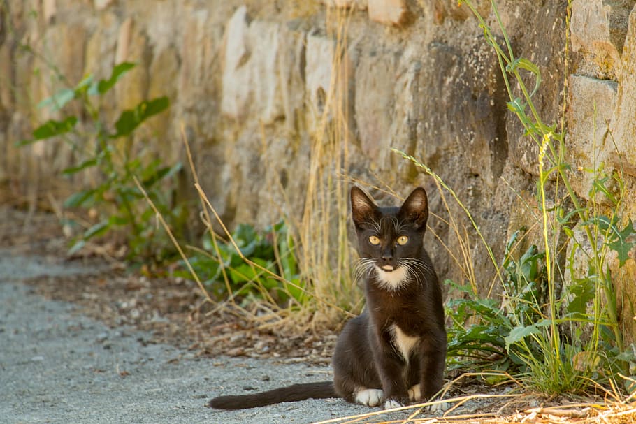 Euskadi, Nature, Black Cat, good luck, animals, one animal HD wallpaper