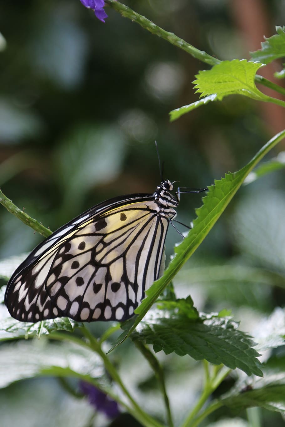 butterfly, insect, macro, animal themes, invertebrate, animal wildlife HD wallpaper