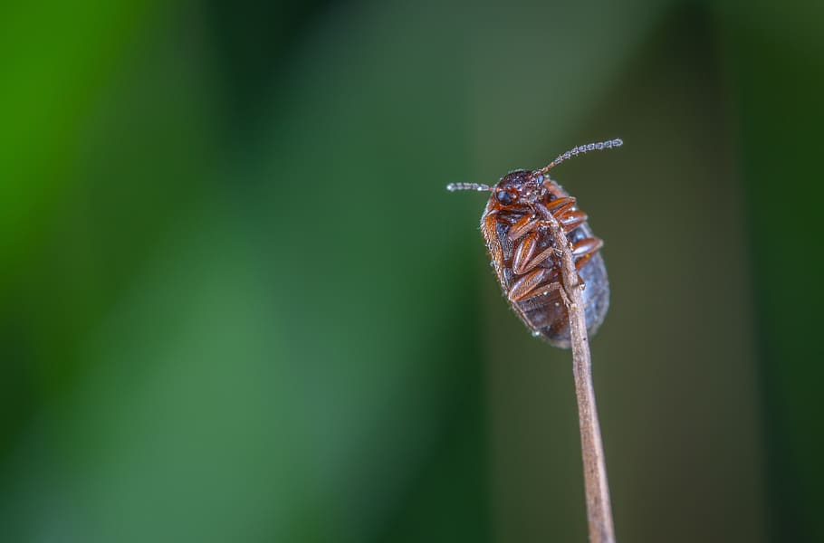 macro, insect, beetle, stem, nature, invertebrate, animal wildlife HD wallpaper
