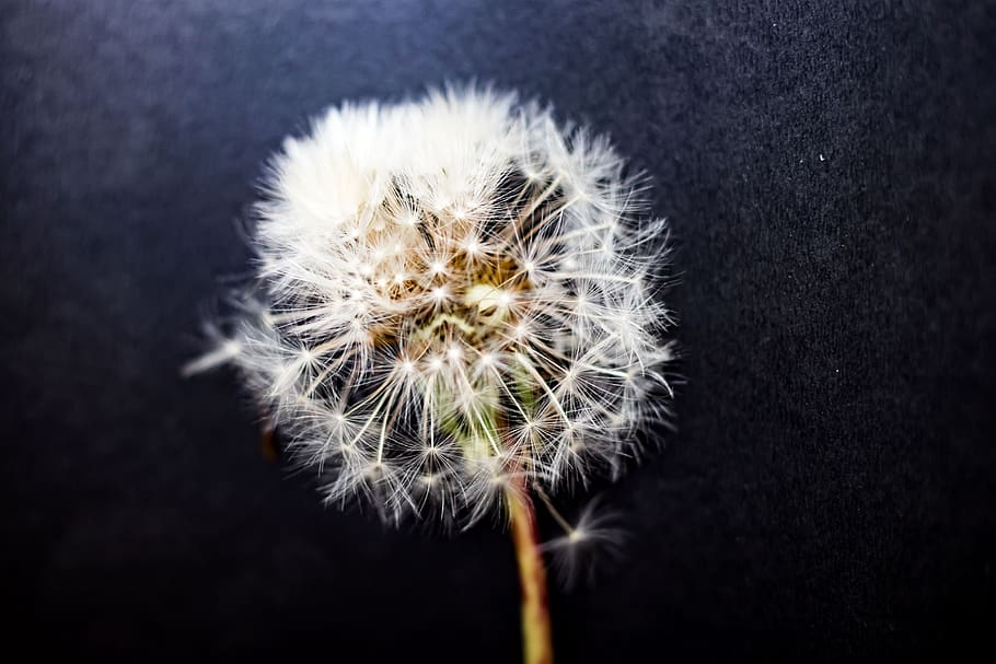 gluvarce, weed, fairys, flower, dandelion, fragility, vulnerability HD wallpaper