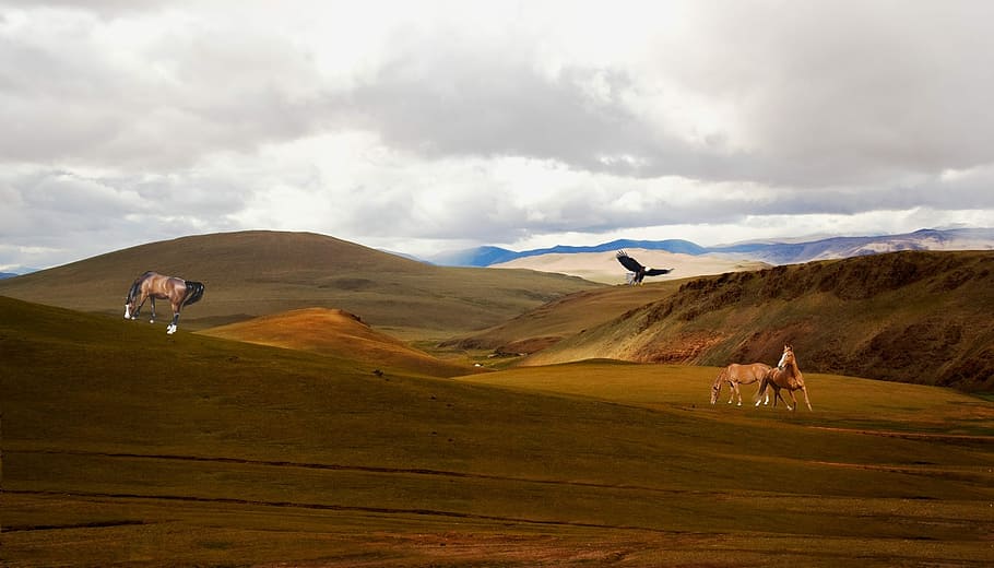 Prairie, Steppes, Mountains, Vegetation, sand, nature, birds HD wallpaper