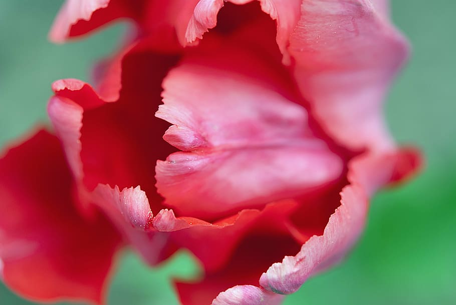 tulip, red, flower, flowering plant, pink color, beauty in nature HD wallpaper