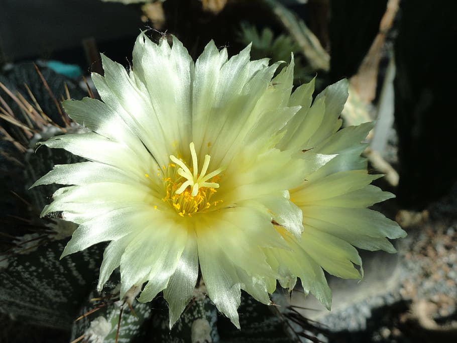 astrophytum, ornatum, bishop's, cap, cactus, botanical, garden HD wallpaper
