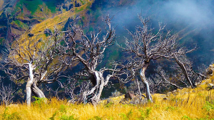 tree, nature, madeira, decay, age, death, farewell, plant, forest HD wallpaper