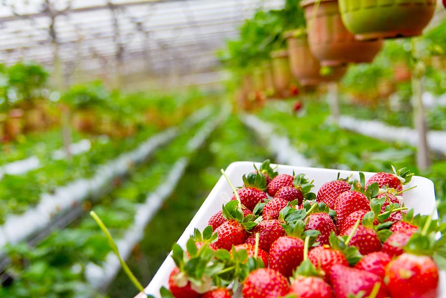 selective focus photography of strawberries, strawberry, plantation, HD wallpaper