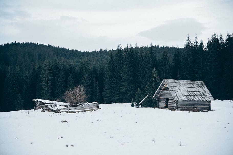 cabin, forest, snow, trees, winter, woods, cold temperature HD wallpaper
