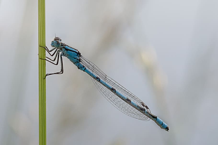 dragonfly, macro, enallagma, cyathigerum, cup bluet, males