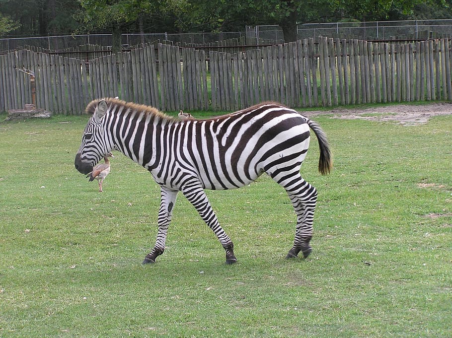 zebra, grass, wildlife, nature, animal, safari, striped, animal wildlife HD wallpaper