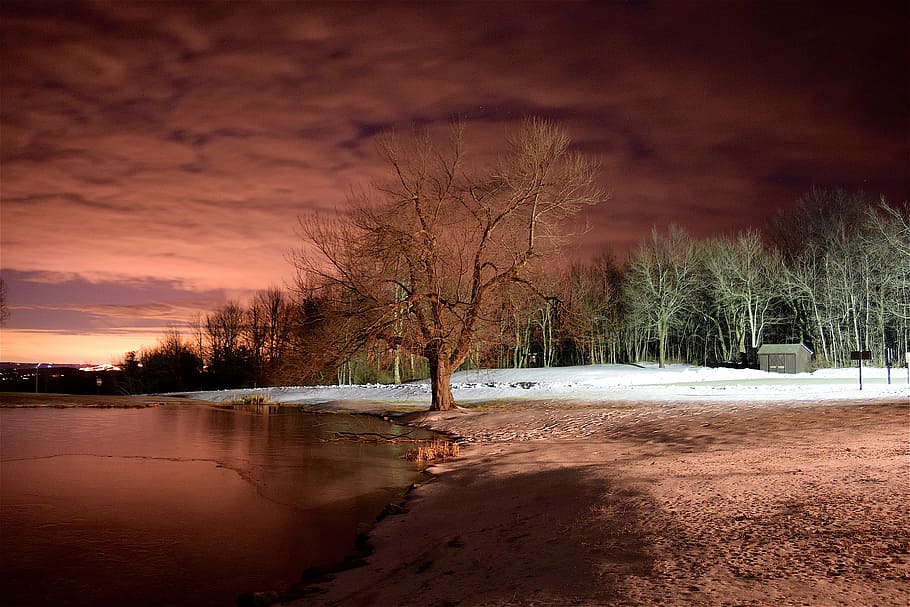withered tree near body of water, lake, winter, snow, light HD wallpaper