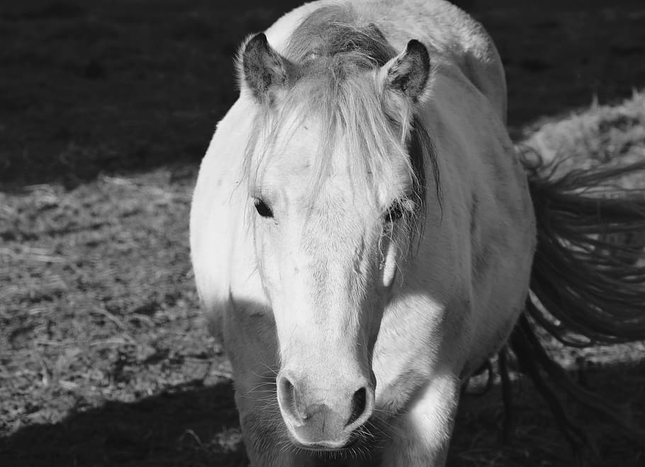 horse, equine, photo black white, horseback riding, mane, white horse, HD wallpaper