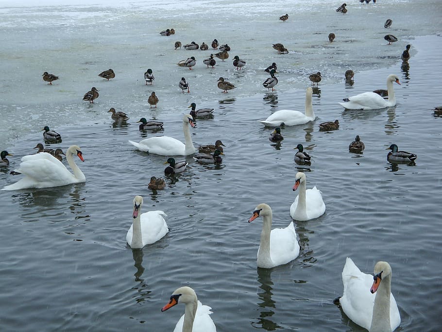 swans, ducks, pond, lake, winter, waldviertel, lower austria HD wallpaper