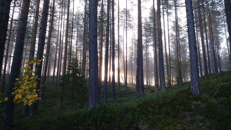 forest, tree, green, light, pine, plant, land, tree trunk, woodland HD wallpaper