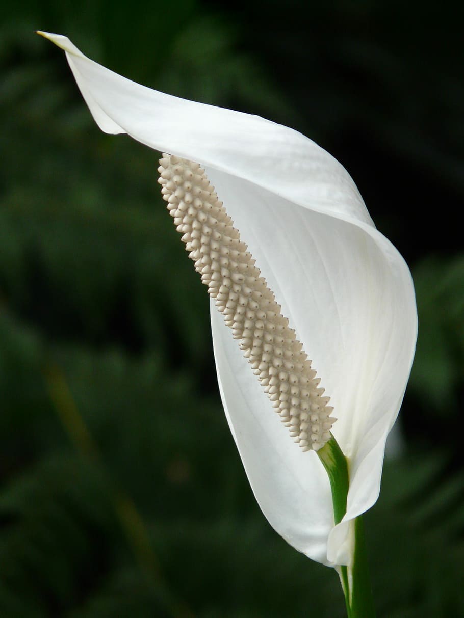 closeup photography of white piece lily, close up, petal, flower, HD wallpaper