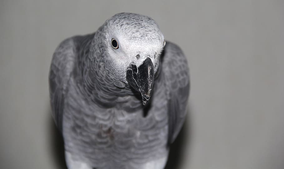 grey, parrot, head, animals, face, bird, one animal, vertebrate HD wallpaper