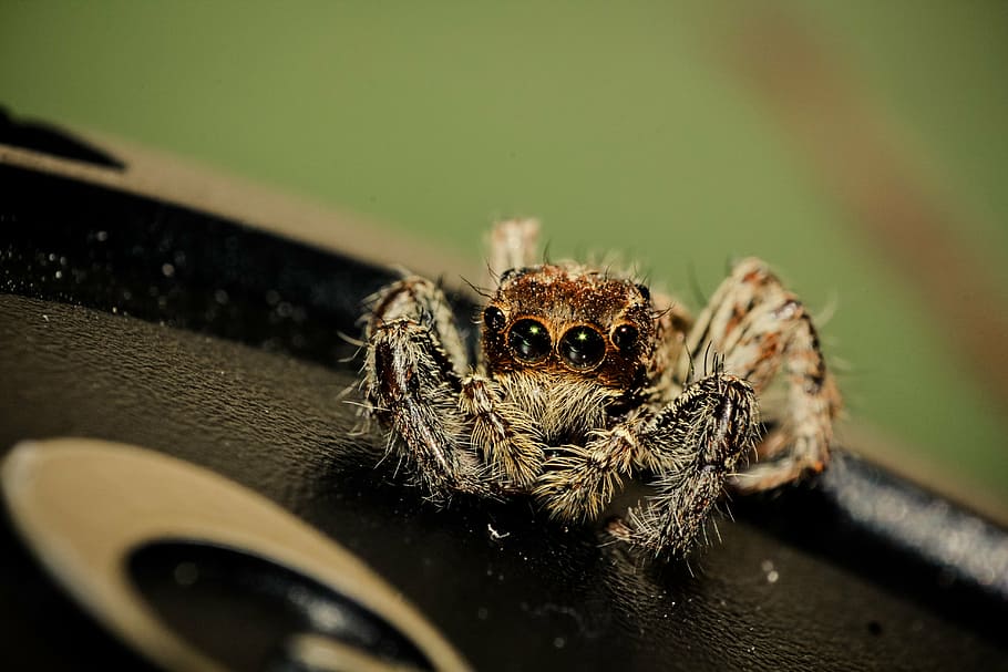 spider, macro, insect, web, natural, bug, scary, hairy, creepy HD wallpaper