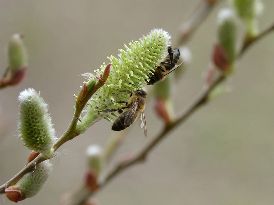 fresno, flowering, bees, libar, insect, nature, close-up, animal HD wallpaper