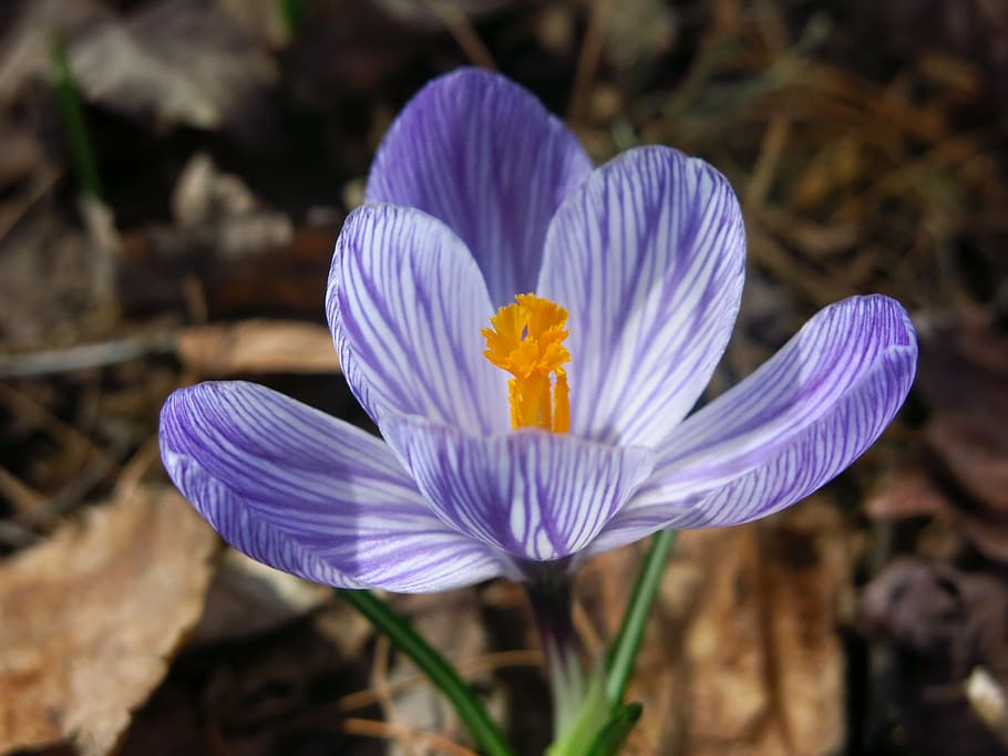 crocus, spring, flower, nature, purple, bloom, springtime, botany HD wallpaper