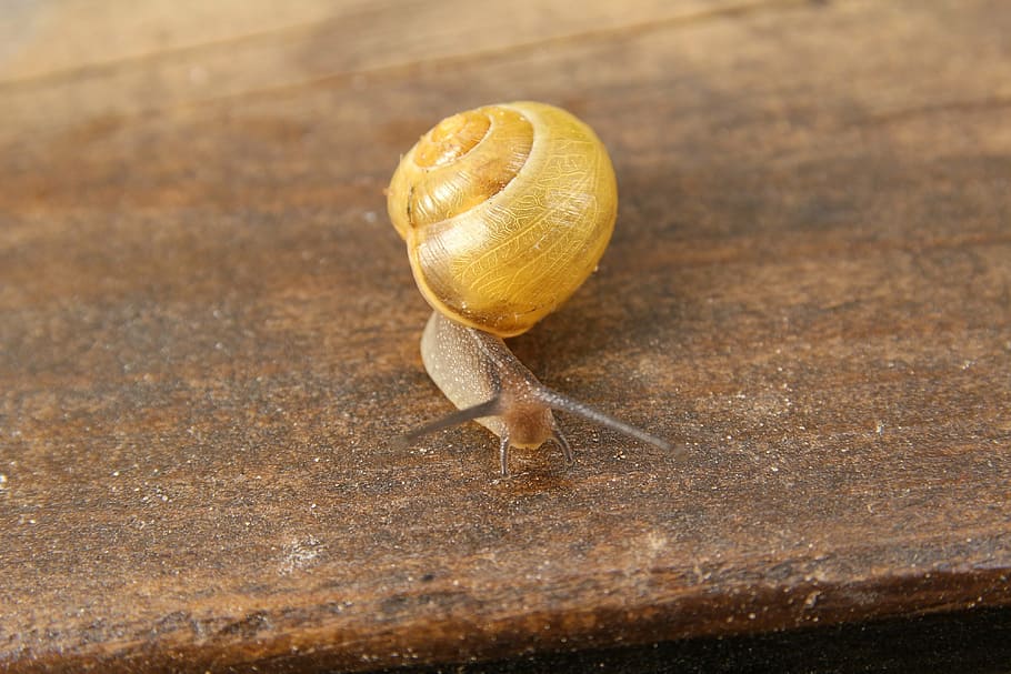 snail, macro, shell, slowly, animal, nature, slimy, mollusk HD wallpaper