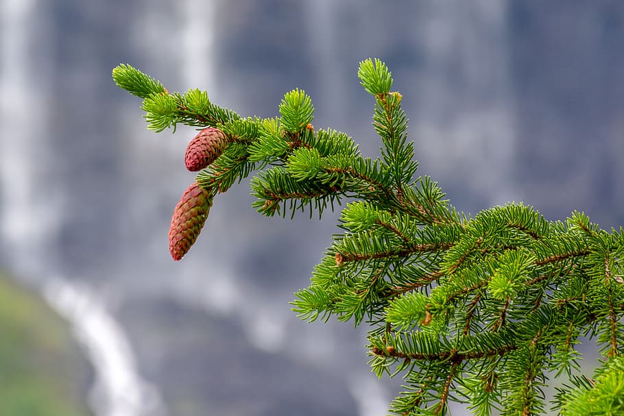 fir tree, nature, landscape, plant, green color, coniferous tree HD wallpaper