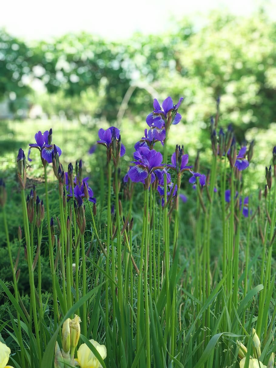summer, irises, plant, flower, flowering plant, growth, beauty in nature HD wallpaper