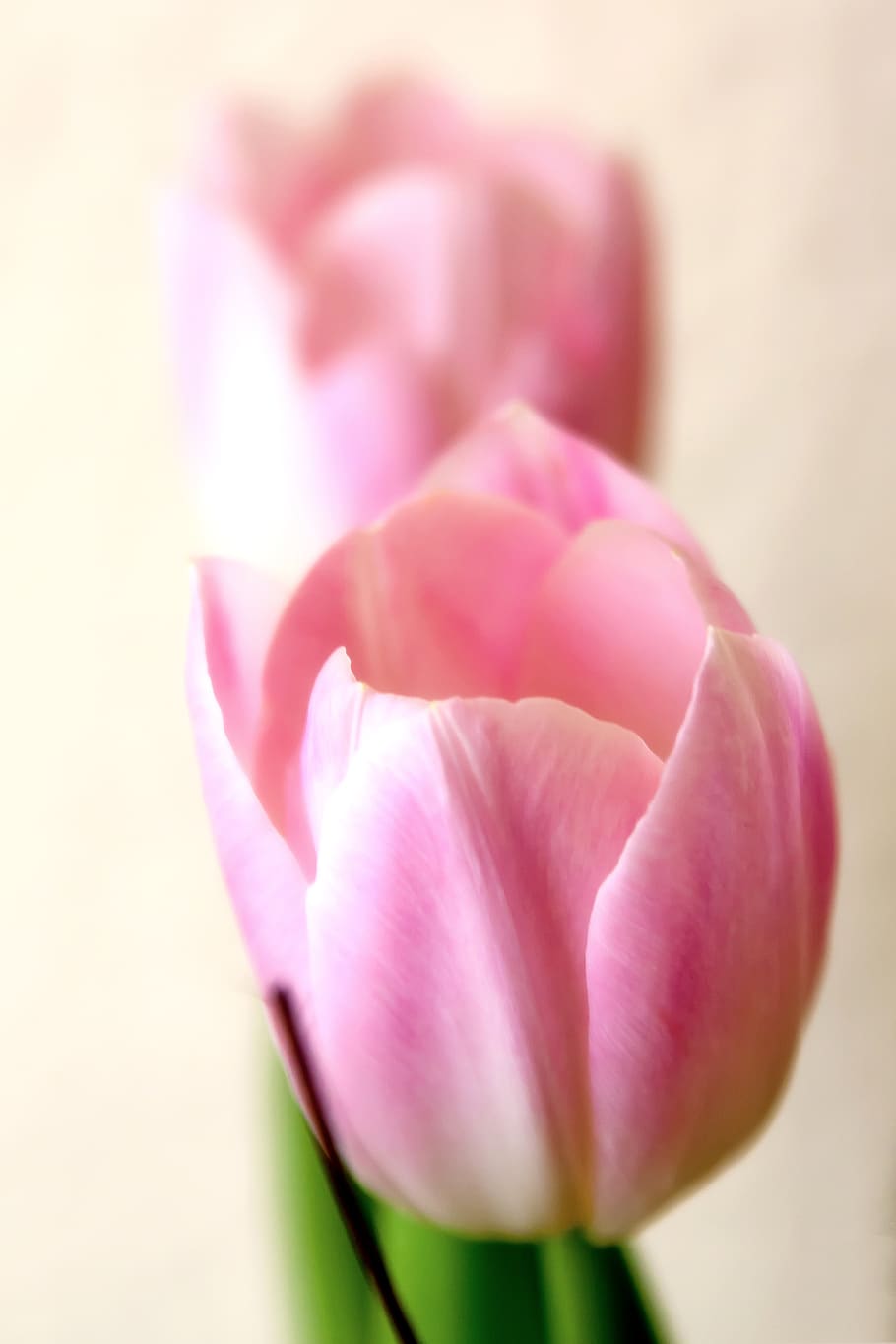 pink tulips, tender, macro, flowers, blossom, bloom, spring HD wallpaper