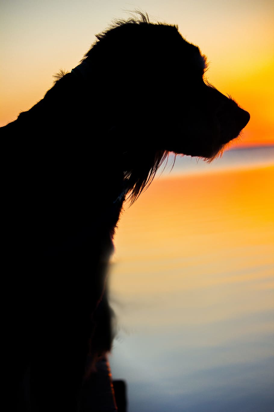 Dog, Sunset, Back Light, Evening, Sky, evening sky, sea, denmark HD wallpaper