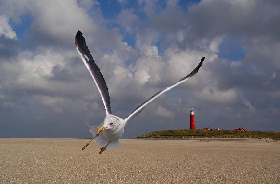 cocksdorp, seagull, texel, action, landscape, cloud - sky, animal HD wallpaper