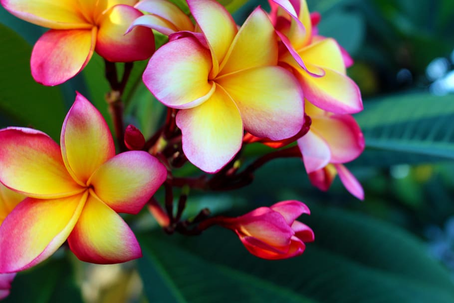 shallow focus photography of yellow-and-pink petal flowers, plumeria rubra, HD wallpaper