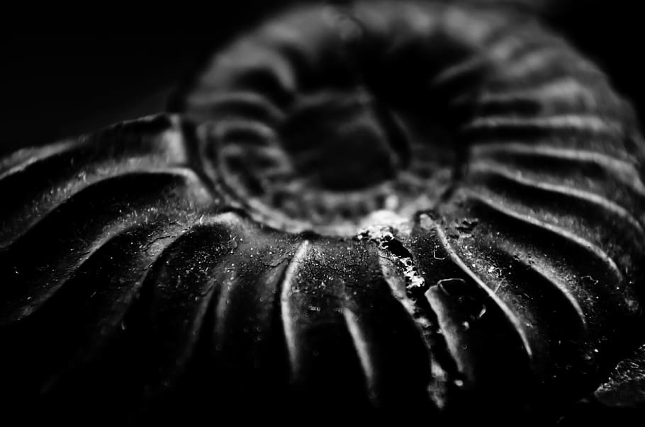 grayscale photo of ammonite, fossil, snail, old, ancestral, nature