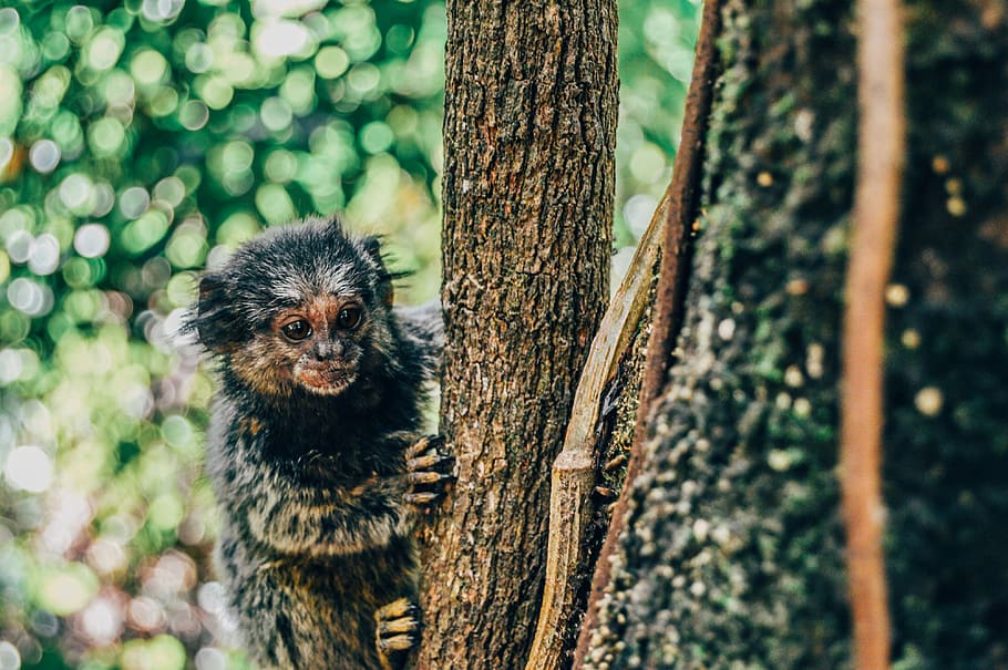 so so ny ce, monkey on tree, woodland, forest, fur, animal themes HD wallpaper