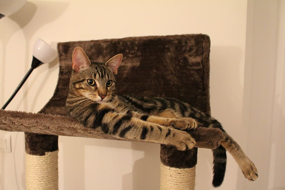Tabby Cat, Kitten, Cat Tree, domestic cat, pets, animal themes HD wallpaper