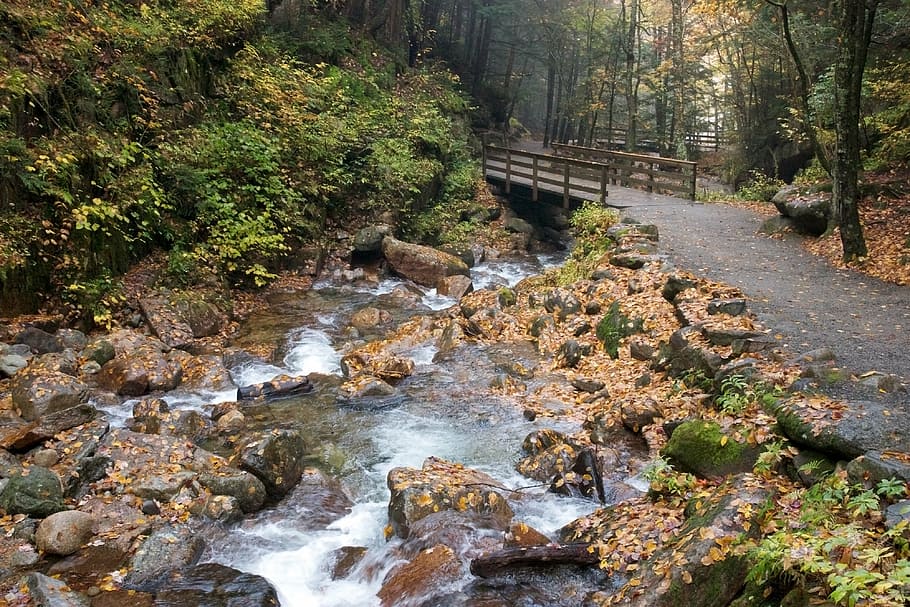 autumn, brook, fall, foliage, leaves, stream, trail, tree, water HD wallpaper