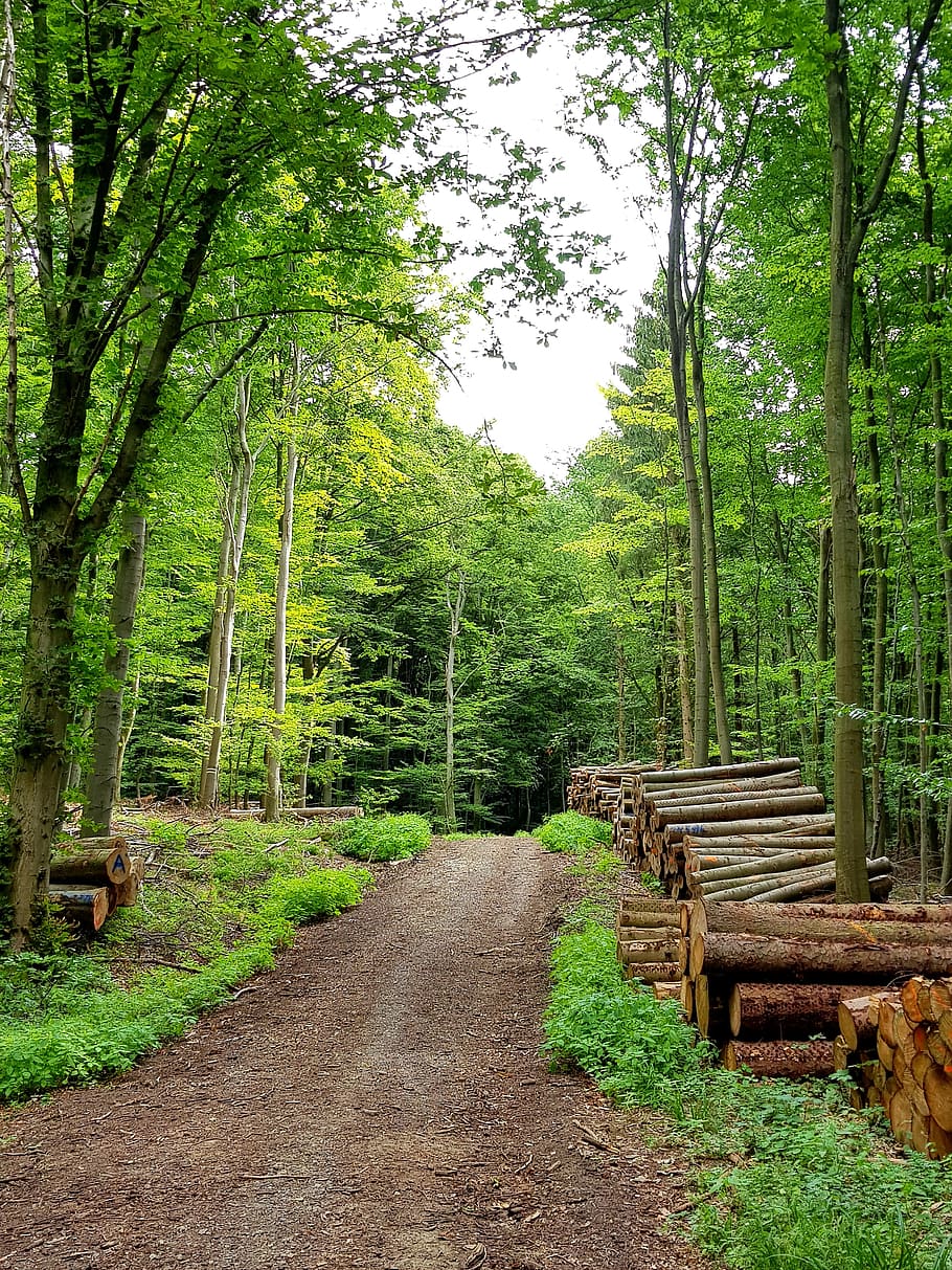 mindfulness, away, forest path, trees, deciduous tree, walk HD wallpaper