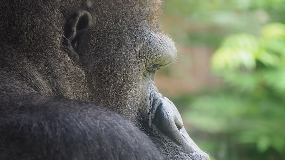 gorilla, face, gorilla face, ape, monkey, portrait, primate HD wallpaper