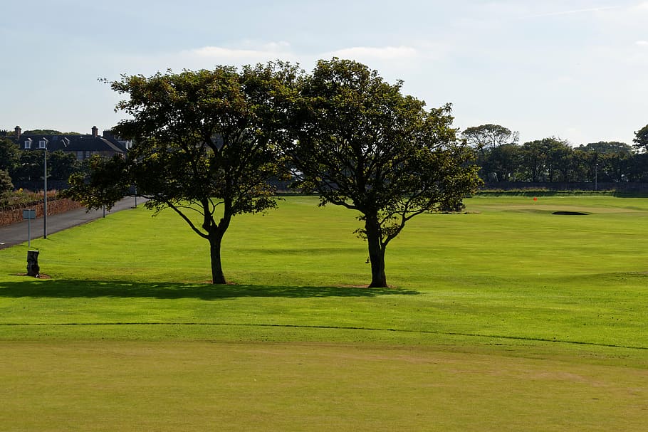 two green trees during daytime, golf, course, landscape, grass HD wallpaper
