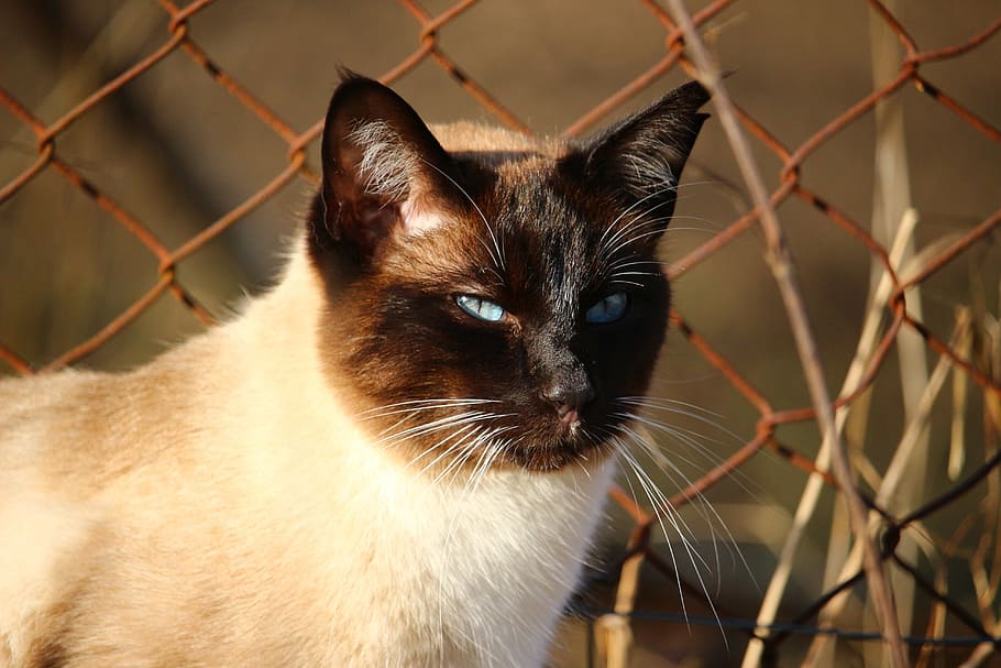 cat, siamese cat, mieze, breed cat, cat portrait, kitten, mammal HD wallpaper