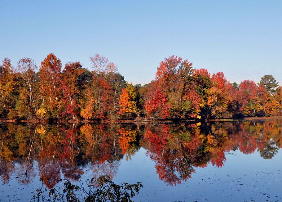 pond, fall, serene, lake, park, autumn, forest, foliage, scenic HD wallpaper