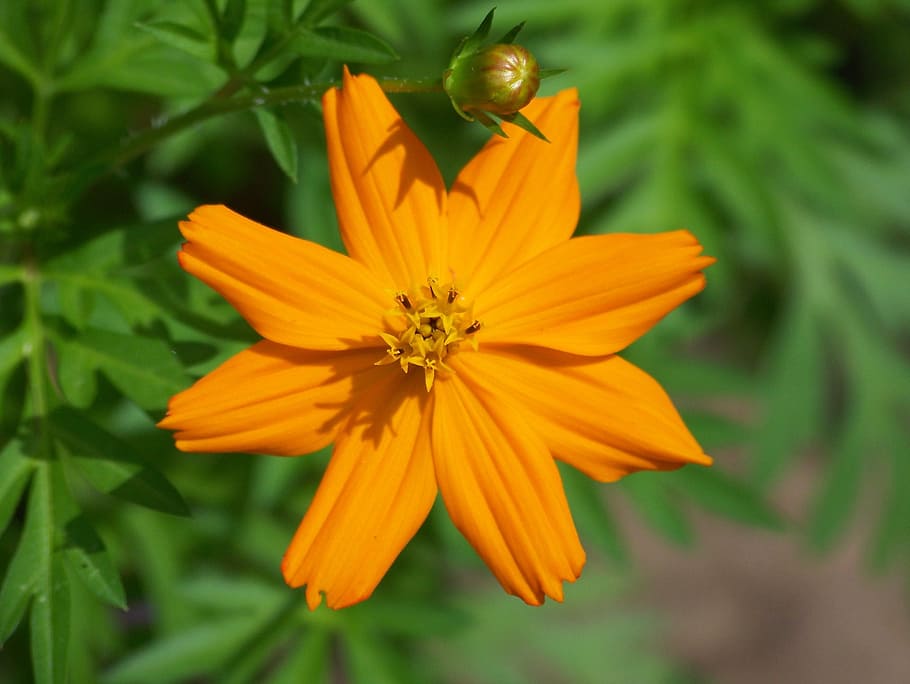 flower, cosmos, yellow, orange, petals, plant, flora, floral HD wallpaper