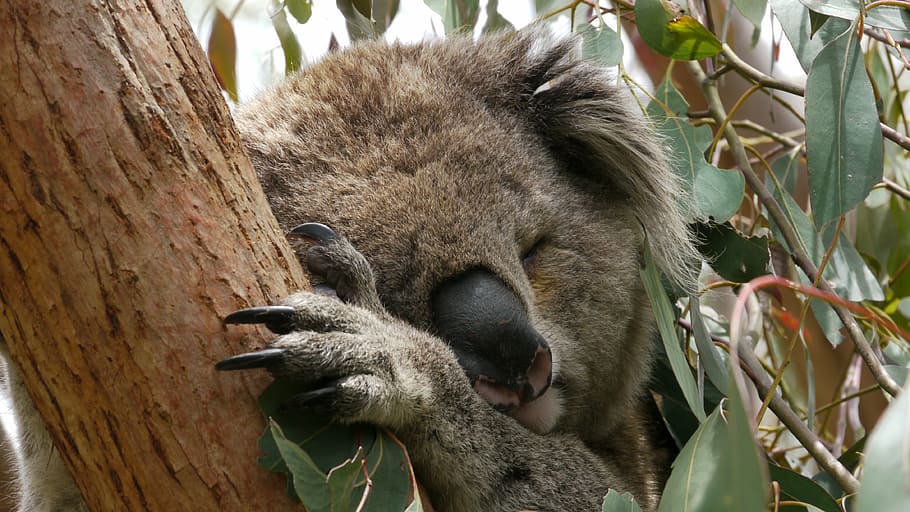 Koala bear on a mint tree taken at daytime, sleep, australia HD wallpaper