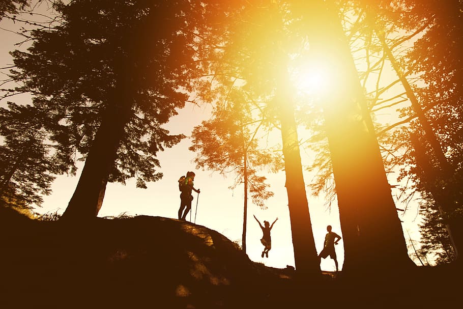 silhouette photo of three person near tall trees, silhouette photo of people under trees during golden hour HD wallpaper