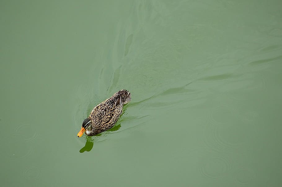 wildlife, waters, animal, animal themes, animal wildlife, one animal HD wallpaper