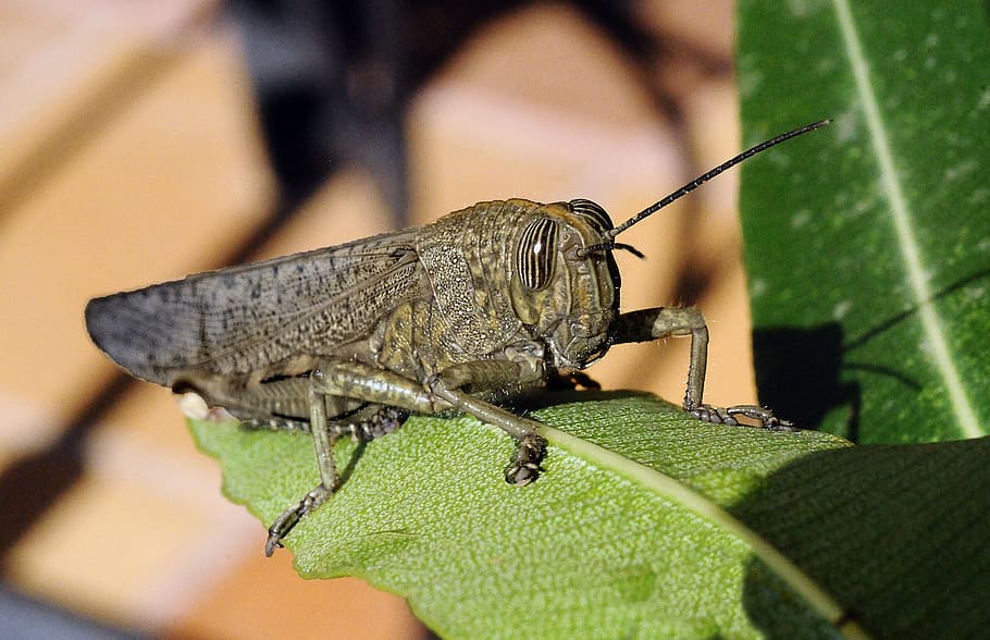 grasshopper, insect, macro, eye, nature, animals, animal themes HD wallpaper