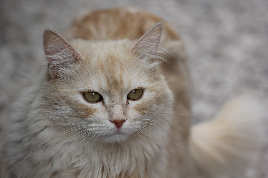 cat, profile, pet, animal, domestic, domestic cat, pets, domestic animals HD wallpaper