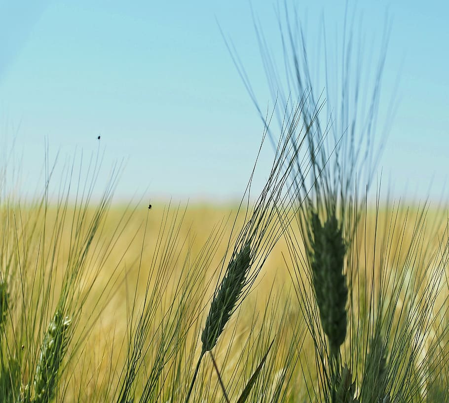 plant, nature, live, summer, agriculture, grass, sky, field HD wallpaper