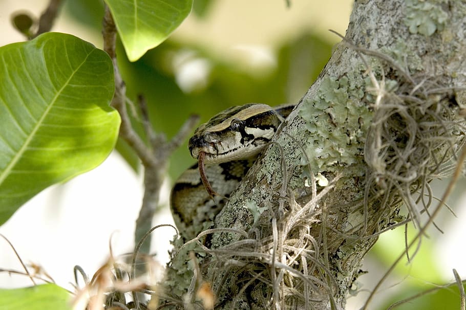 python, snake, burmese, tree, coiled, wildlife, everglades HD wallpaper