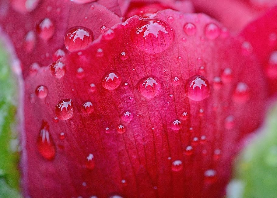 peony, rain, drip, raindrop, nature, macro, beaded, drop of water HD wallpaper