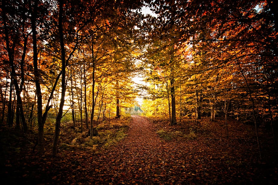 brown tree surrounded by grass, yellow leaf trees at daytime HD wallpaper