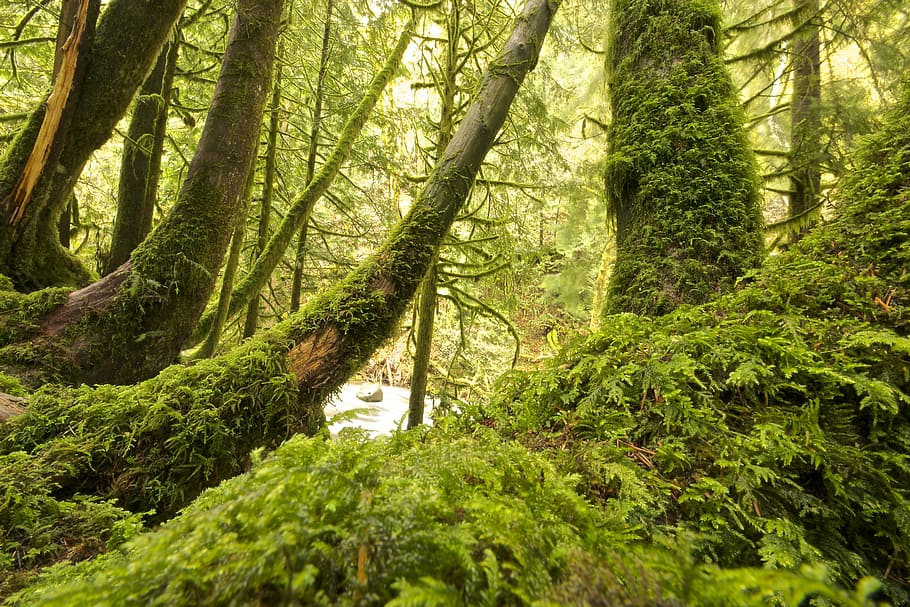 gray trees covered with moss, landscape photography of trees HD wallpaper