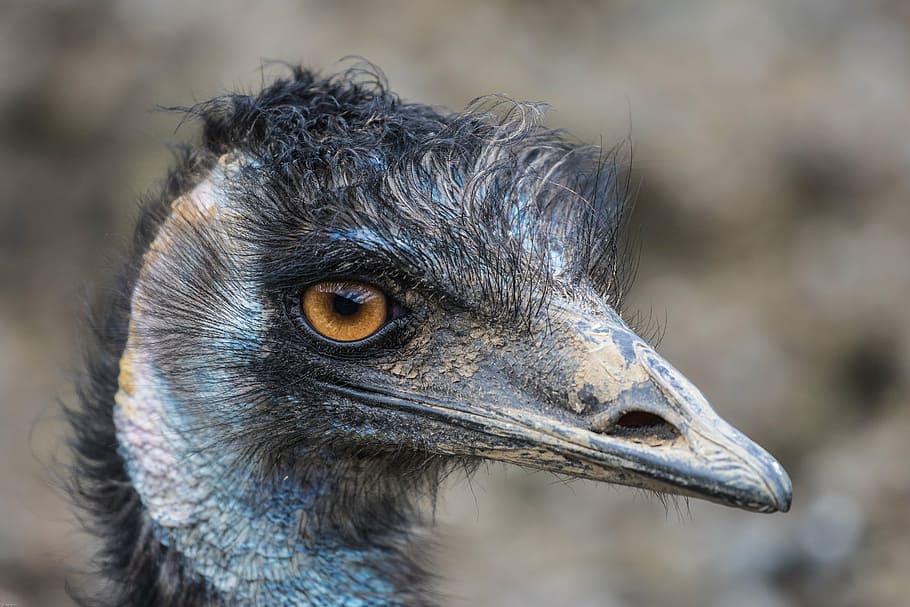 emu, flightless bird, large emu, close, animal, bill, head HD wallpaper