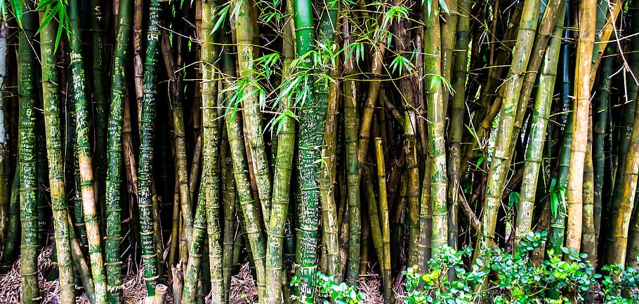 brown and green bamboo tree, nature, forest, plants, hawaii HD wallpaper